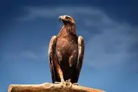 (ویدئو) شکار بی نظیر و ماهرانه عقاب طلایی در آسمان