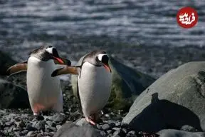 عکس| راه رفتن تا مرگ؟ پنگوئنی که به کابوس فلسفی مردم بدل شد؛ فروپاشی اینترنت با ۲۰ ثانیه از یک مستند 