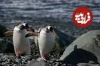 عکس| راه رفتن تا مرگ؟ پنگوئنی که به کابوس فلسفی مردم بدل شد؛ فروپاشی اینترنت با ۲۰ ثانیه از یک مستند 