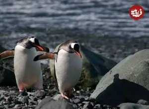 عکس| راه رفتن تا مرگ؟ پنگوئنی که به کابوس فلسفی مردم بدل شد؛ فروپاشی اینترنت با ۲۰ ثانیه از یک مستند 