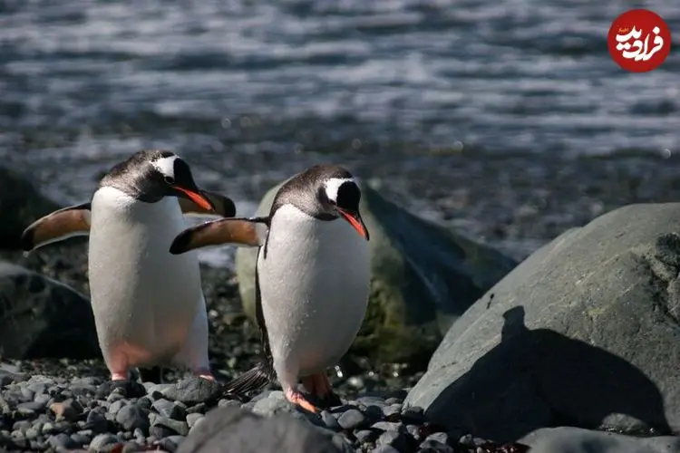 عکس| راه رفتن تا مرگ؟ پنگوئنی که به کابوس فلسفی مردم بدل شد؛ فروپاشی اینترنت با ۲۰ ثانیه از یک مستند 