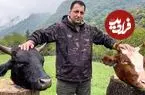ببینید| غذای روستایی در آذربایجان؛ طبخ کله پاچه گاو در طبیعت