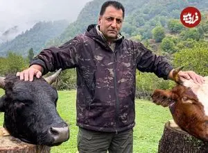 ببینید| غذای روستایی در آذربایجان؛ طبخ کله پاچه گاو در طبیعت