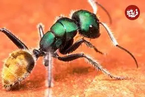 ببینید| 10 گونه از زیباترین و رنگارنگ ترین مورچه های جهان