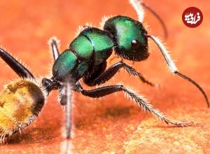 ببینید| 10 گونه از زیباترین و رنگارنگ ترین مورچه های جهان