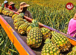 (ویدئو) چگونه کشاورزان آمریکایی میلیون ها آناناس را پرورش و برداشت می کنند؟ 