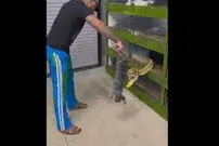 ( ویدیو) تصاویر حیرت آور غذا دادن به مار غول پیکر 