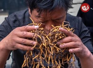 دارویی که در چین از طلا گران‌تر است: قارچ زامبی!