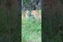 (ویدئو) جنگ کفتار و پلنگ بر سر ایمپالا؛ پلنگ مغرور شکست خورد!