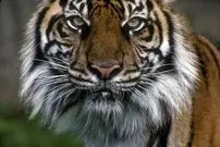 ببینید| کمین حساب‌شده ببر برای زمین‌گیر کردن طعمه