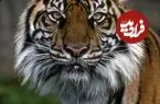ببینید| کمین حساب‌شده ببر برای زمین‌گیر کردن طعمه