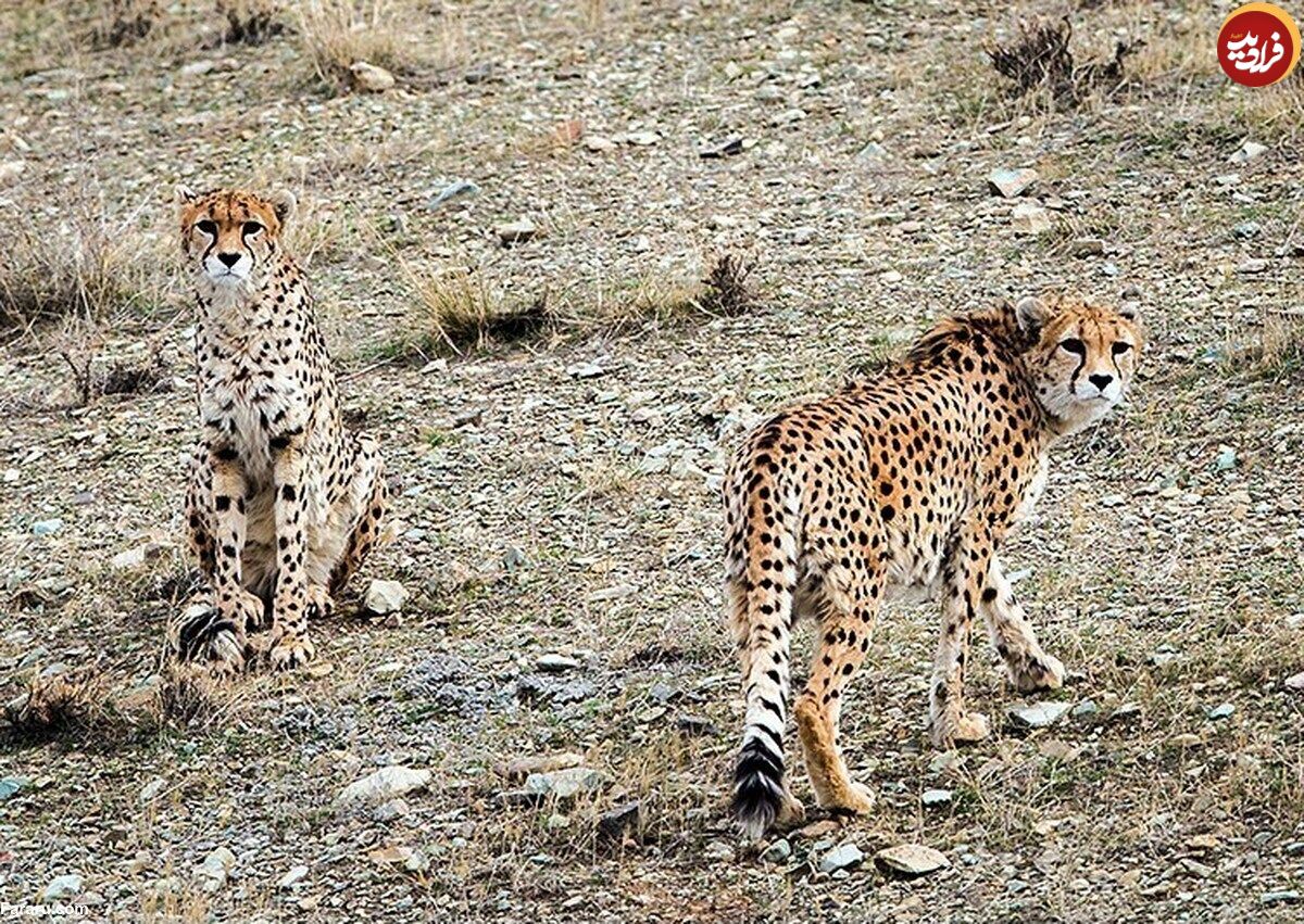 (ویدئو) ۵ یوزپلنگ در توران همزمان جلوی دوربین یک محیط‌بان آمدند