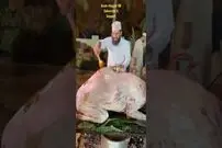 (ویدئو) نحوه پخت هیجان‌انگیز شتر بزرگ و برش زدن آن در جشن عروسی عربستانی‌ها