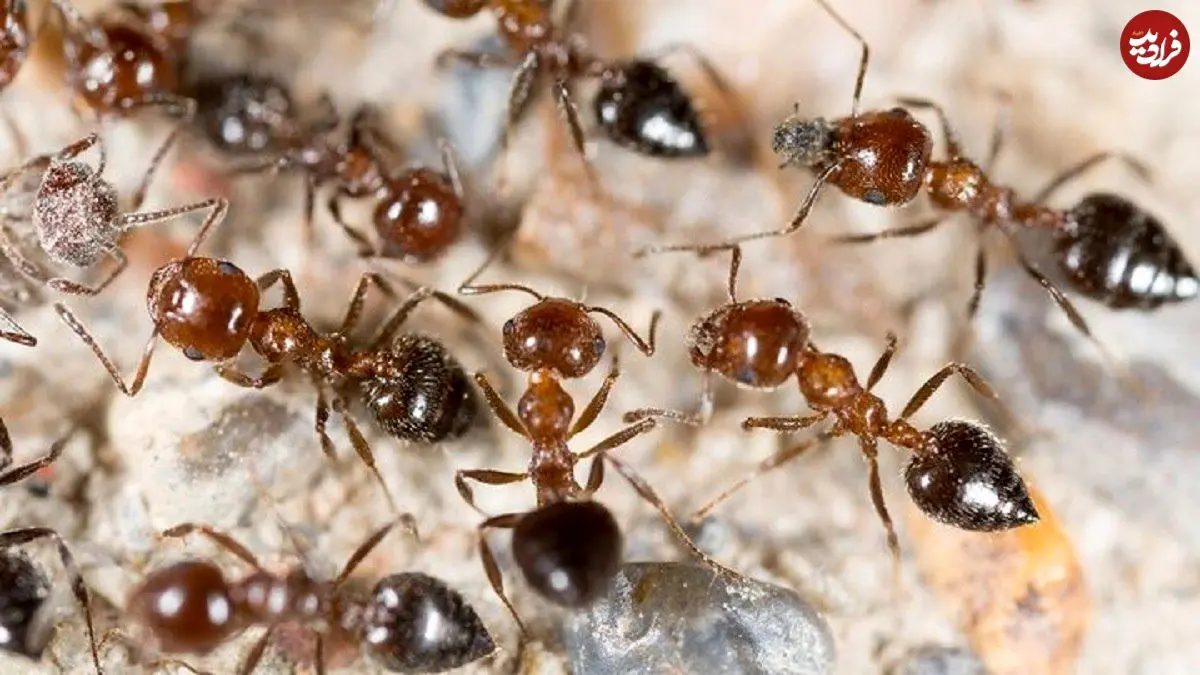 عکس؛ مورچه‌ها چطور جلوی شیوع بیماری را می‌گیرند؛ استادان دفاع غریزی در برابر عفونت