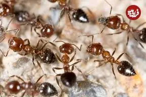 عکس؛ مورچه‌ها چطور جلوی شیوع بیماری را می‌گیرند؛ استادان دفاع غریزی در برابر عفونت