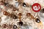 عکس؛ مورچه‌ها چطور جلوی شیوع بیماری را می‌گیرند؛ استادان دفاع غریزی در برابر عفونت