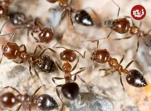 عکس؛ مورچه‌ها چطور جلوی شیوع بیماری را می‌گیرند؛ استادان دفاع غریزی در برابر عفونت