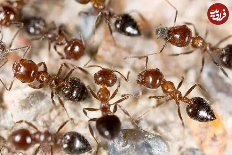 عکس؛ مورچه‌ها چطور جلوی شیوع بیماری را می‌گیرند؛ استادان دفاع غریزی در برابر عفونت