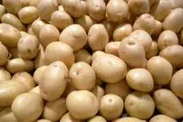 صادرات سیب‌زمینی ممنوع شد