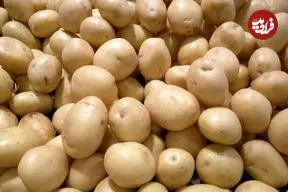 صادرات سیب‌زمینی ممنوع شد