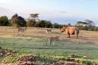 ببینید| مقاومت دیدنی یک کرگدن در برابر دسته شیرهای گرسنه