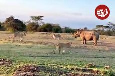 ببینید| مقاومت دیدنی یک کرگدن در برابر دسته شیرهای گرسنه