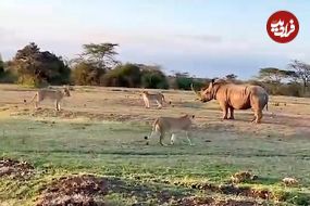 ببینید| مقاومت دیدنی یک کرگدن در برابر دسته شیرهای گرسنه