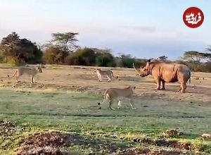 ببینید| مقاومت دیدنی یک کرگدن در برابر دسته شیرهای گرسنه