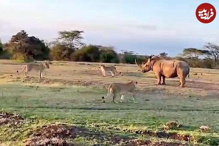 ببینید| مقاومت دیدنی یک کرگدن در برابر دسته شیرهای گرسنه