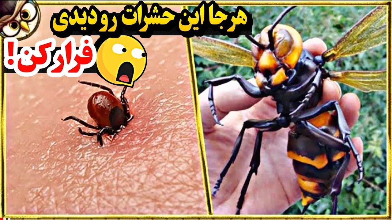 (ویدئو) خطرناک ترین حشرات جهان که میلیون ها انسان رو به کام مرگ کشانده اند