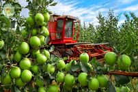 ببینید| مراحل تماشایی کاشت، برداشت و فرآوری صدها تن سیب سبز در آمریکا