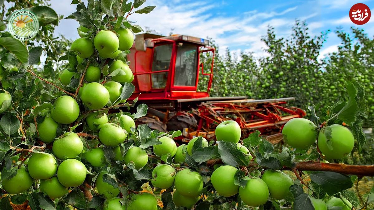 ببینید| مراحل تماشایی کاشت، برداشت و فرآوری صدها تن سیب سبز در آمریکا