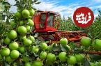 ببینید| مراحل تماشایی کاشت، برداشت و فرآوری صدها تن سیب سبز در آمریکا