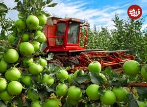 ببینید| مراحل تماشایی کاشت، برداشت و فرآوری صدها تن سیب سبز در آمریکا