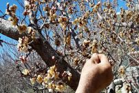 شوک سرمای ناگهانی باغ‌های دماوند را از بین برد