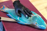 ببینید| غذای خیابانی در ویتنام؛ برش و تهیه غذاهای متنوع با طوطی ماهی در هانوی