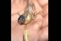 (ویدیو) موجود عجیب الخلقه ای که خبرساز شد!