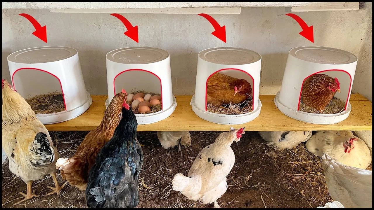 (ویدئو) چگونه سطل رنگ های قدیمی را به لانه مرغ و خروس ها تبدیل کنیم؟