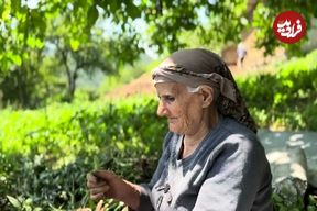 ببینید؛ غذای روستایی در ایران؛ برداشت باقالی و پخت یک غذای محلی با آن