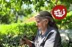 ببینید؛ غذای روستایی در ایران؛ برداشت باقالی و پخت یک غذای محلی با آن