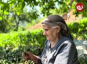 ببینید؛ غذای روستایی در ایران؛ برداشت باقالی و پخت یک غذای محلی با آن