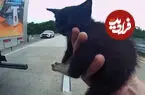 ببینید| مسدود کردن بزرگراه برای نجات یک بچه گربه