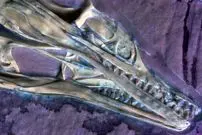 یکی از اولین پرندگان جهان که 150 میلیون سال قبل روی زمین زندگی می‌کرد