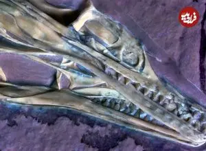 یکی از اولین پرندگان جهان که 150 میلیون سال قبل روی زمین زندگی می‌کرد