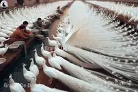 (ویدئو) روش متفاوت چینی ها برای پرورش و فرآوری هزاران طاووس زیبا