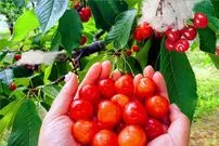 (ویدئو) برداشت گران‌ترین گیلاس جهان در یک مزرعه ژاپنی؛ فرایند بسته بندی گیلاس های لاکچری