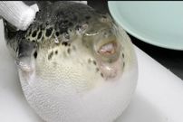 ببینید؛ غذای خیابانی در ژاپن؛ برش ماهرانه ماهی بادکنکی سمی و پخت غذا با آن در اوساکا