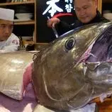 ببینید| غذای خیابانی در کره؛ برش ماهی تن 150 کیلوگرمی و تهیه ساشیمی با آن در سئول