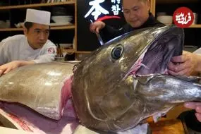 ببینید| غذای خیابانی در کره؛ برش ماهی تن 150 کیلوگرمی و تهیه ساشیمی با آن در سئول