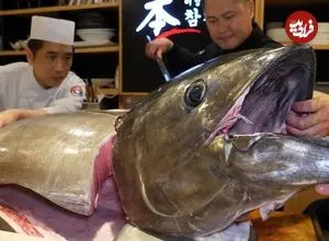 ببینید| غذای خیابانی در کره؛ برش ماهی تن 150 کیلوگرمی و تهیه ساشیمی با آن در سئول